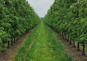 Zdjęcie 27 na 46