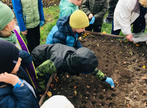 Akcja sadzenia krokusów