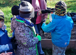 Akcja sadzenia krokusów.