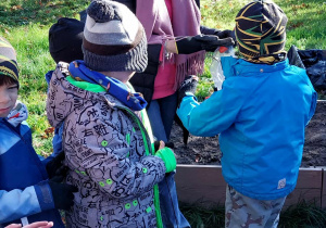 Akcja sadzenia krokusów