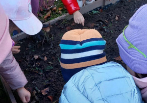 Akcja sadzenia krokusów