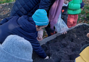 Akcja sadzenia krokusów