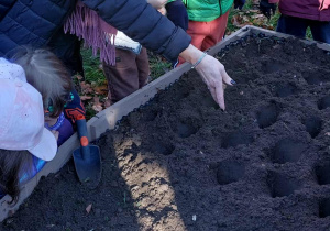 Akcja sadzenia krokusów