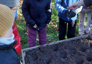 Akcja sadzenia krokusów