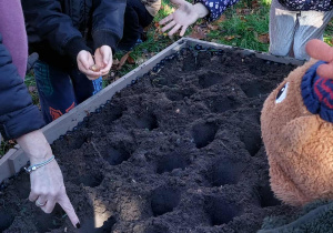 Akcja sadzenia krokusów