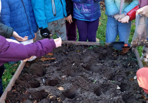 Akcja sadzenia krokusów