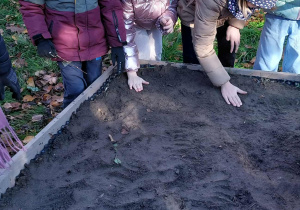 Akcja sadzenia krokusów