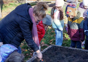Akcja sadzenia krokusów