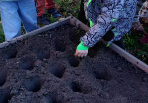 Akcja sadzenia krokusów