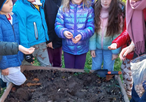 Akcja sadzenia krokusów