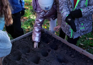 Akcja sadzenia krokusów