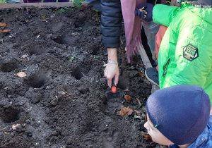 Akcja sadzenia krokusów