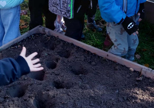 Akcja sadzenia krokusów