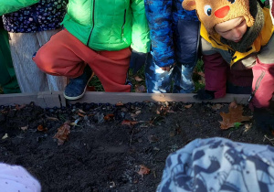 Akcja sadzenia krokusów