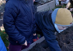 Akcja sadzenia krokusów