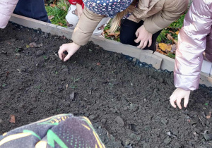 Akcja sadzenia krokusów