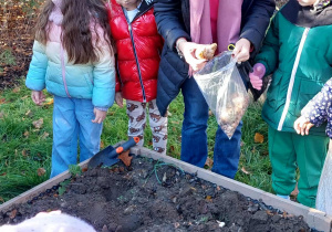 Akcja sadzenia krokusów