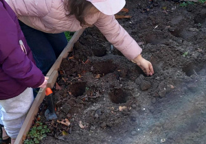 Akcja sadzenia krokusów