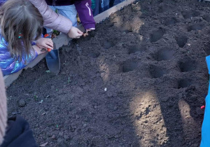 Akcja sadzenia krokusów