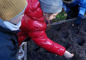 Akcja sadzenia krokusów