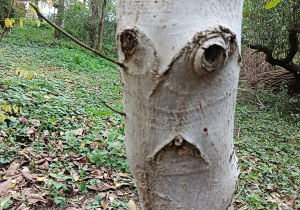 Budujemy szałas w lesie
